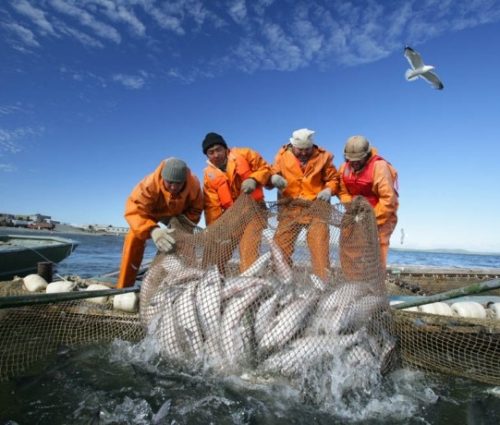 MARINE FISHERIES