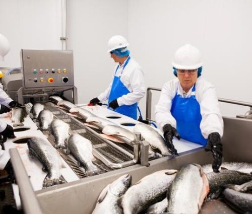 FISH PROCESSING